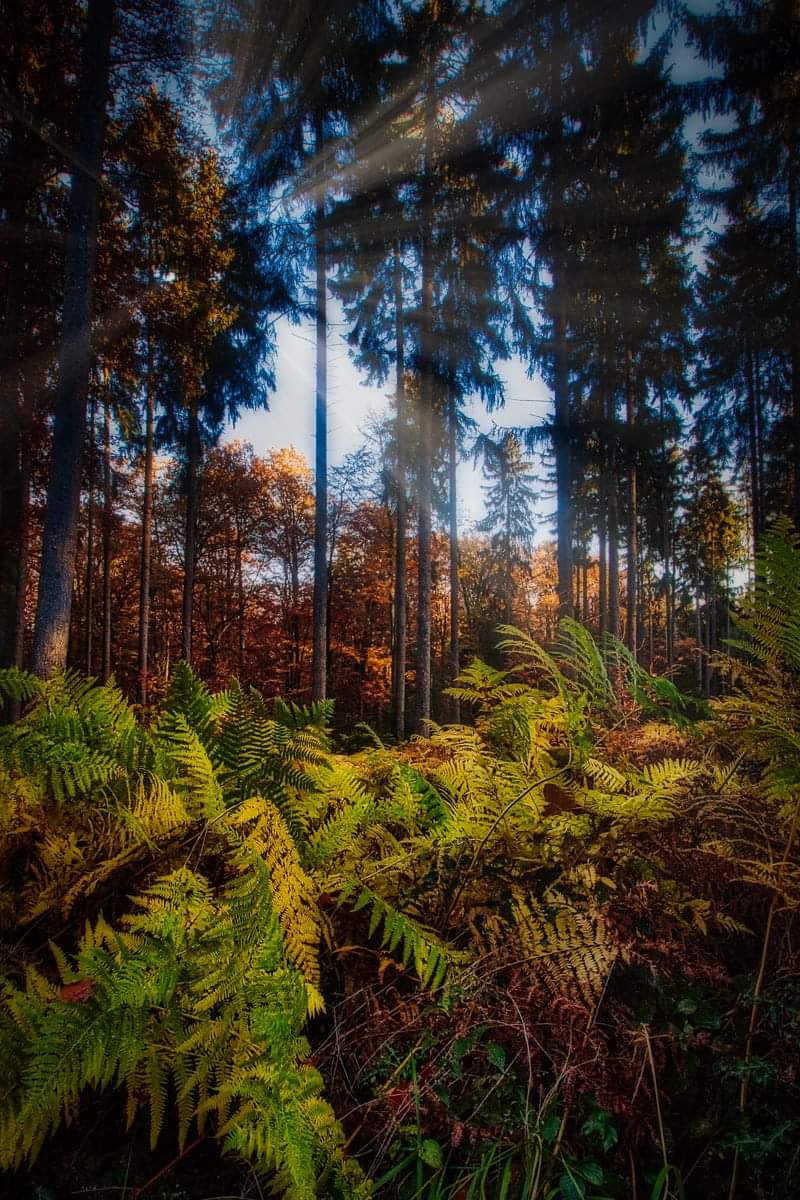 Wald in Ramersbach